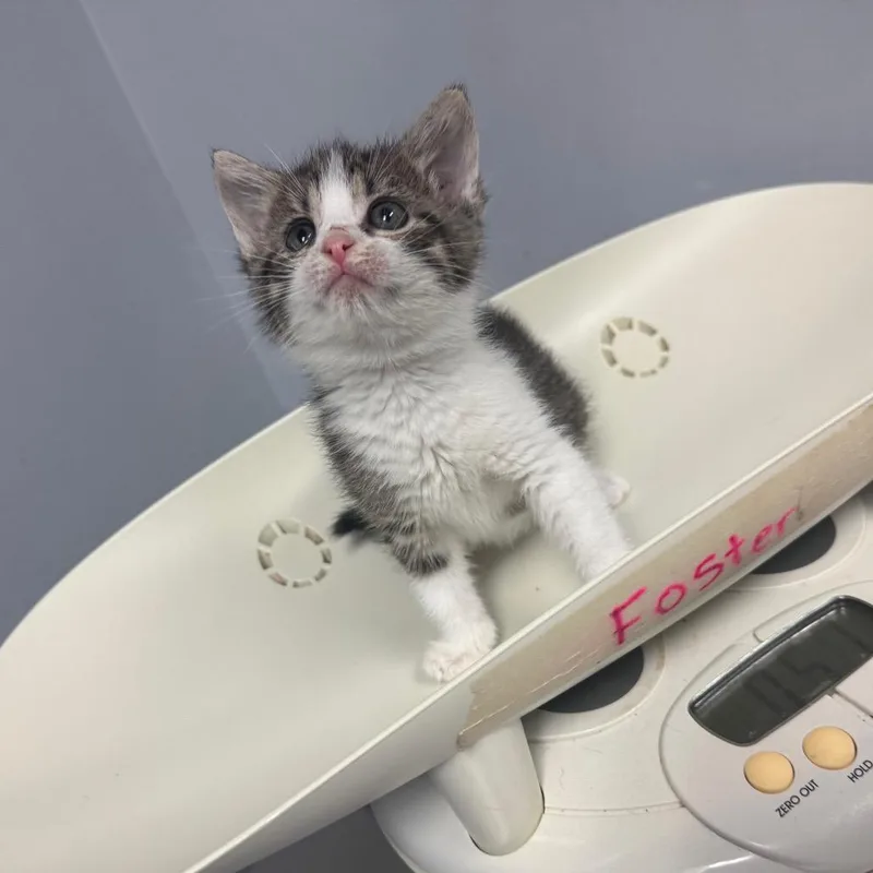 A baby small-sized female Brown / Chocolate Domestic Short Hair cat named Yeti for adoption in Columbus, GA