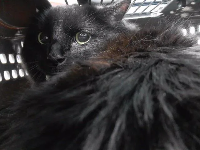 Snookums