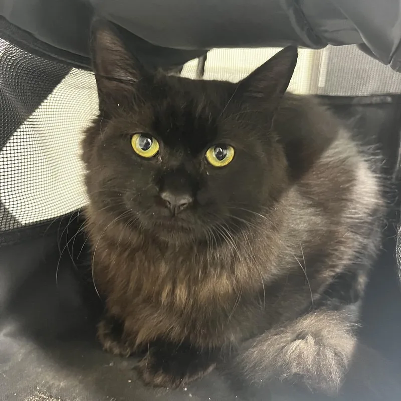 A young medium-sized female Black Domestic Short Hair cat named Viviana for adoption in Clearwater, FL