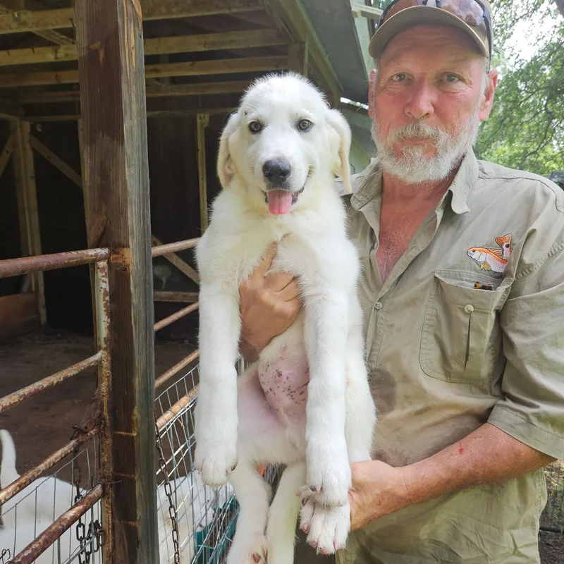 A baby large-sized male Akbash dog named Mason Atx for adoption in Quinlan, TX