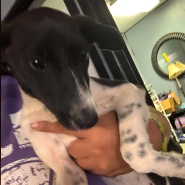 A baby small-sized female White / Cream Dachshund dog named Misty for adoption in Odessa, TX