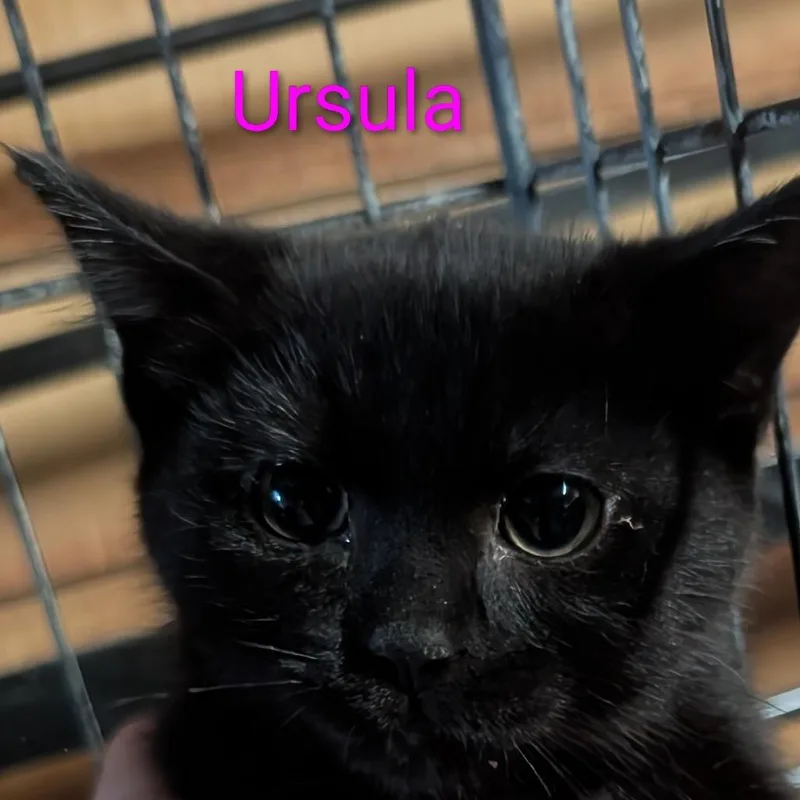 A baby small-sized female Black Domestic Short Hair cat named Ursula for adoption in Carmel, IN
