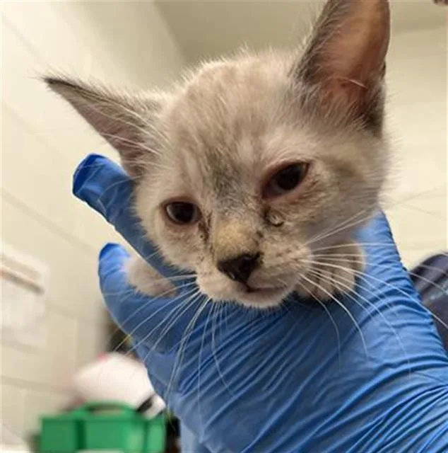 A baby small-sized female Siamese cat named A for adoption in Chula Vista, CA