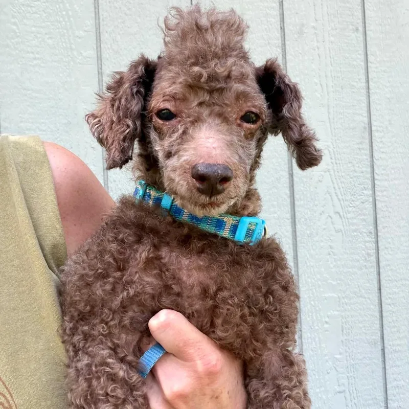 A senior small-sized male Poodle (Toy) dog named Mickey for adoption in Lee's Summit, MO