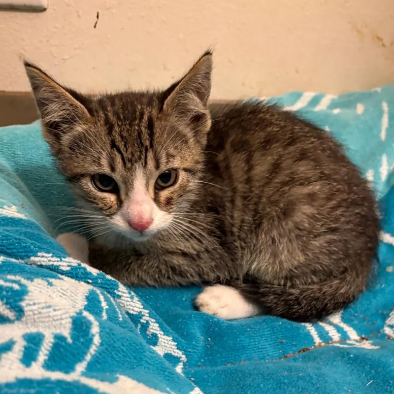A young medium-sized male Domestic Short Hair cat named Abner for adoption in Crookston, MN