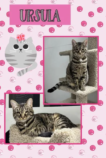An adult medium-sized female Tabby (Gray / Blue / Silver) Domestic Short Hair cat named Ursula for adoption in Kearney, NE