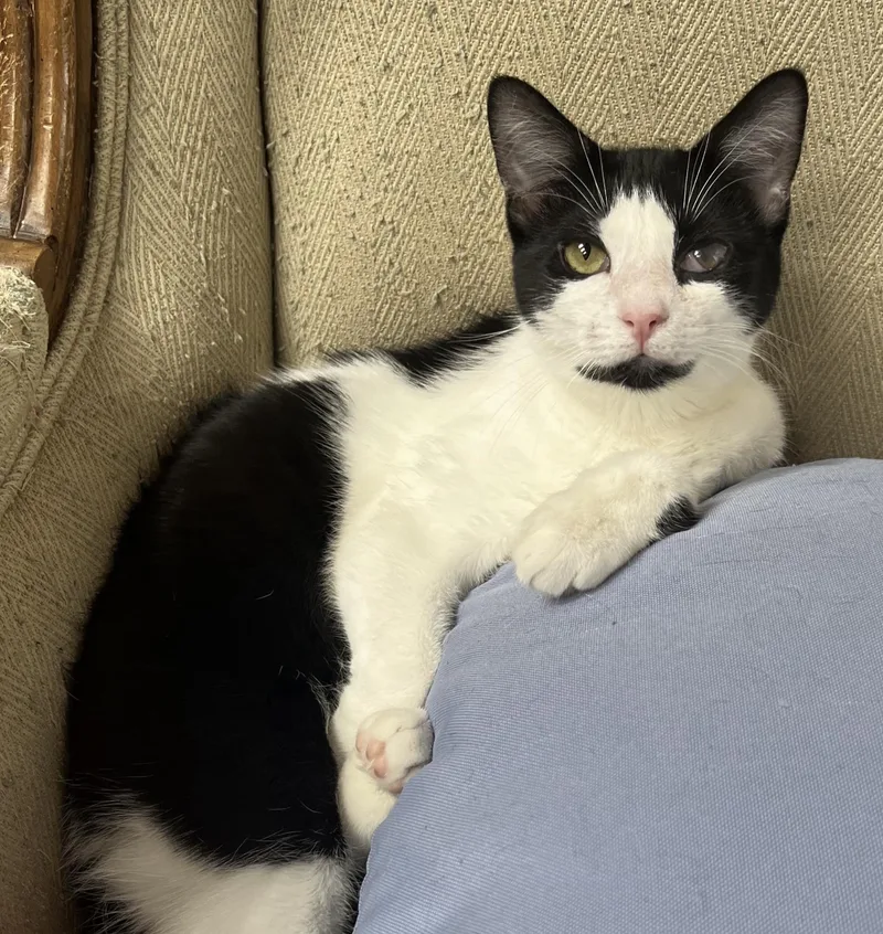 A baby medium-sized female Black & White / Tuxedo Domestic Short Hair cat named Magpie—cuddly playful for adoption in East Hanover, NJ