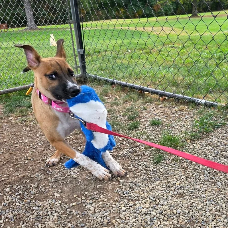 A baby medium-sized female Yellow / Tan / Blond / Fawn Shepherd dog named Reagan for adoption in Columbia Station, OH