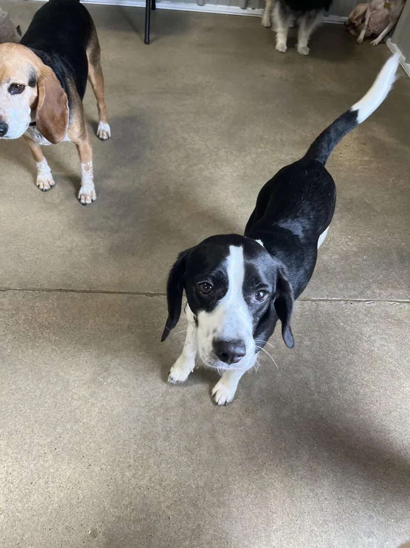 An adult medium-sized male Beagle dog named Mickey for adoption in Cedar Rapids, IA