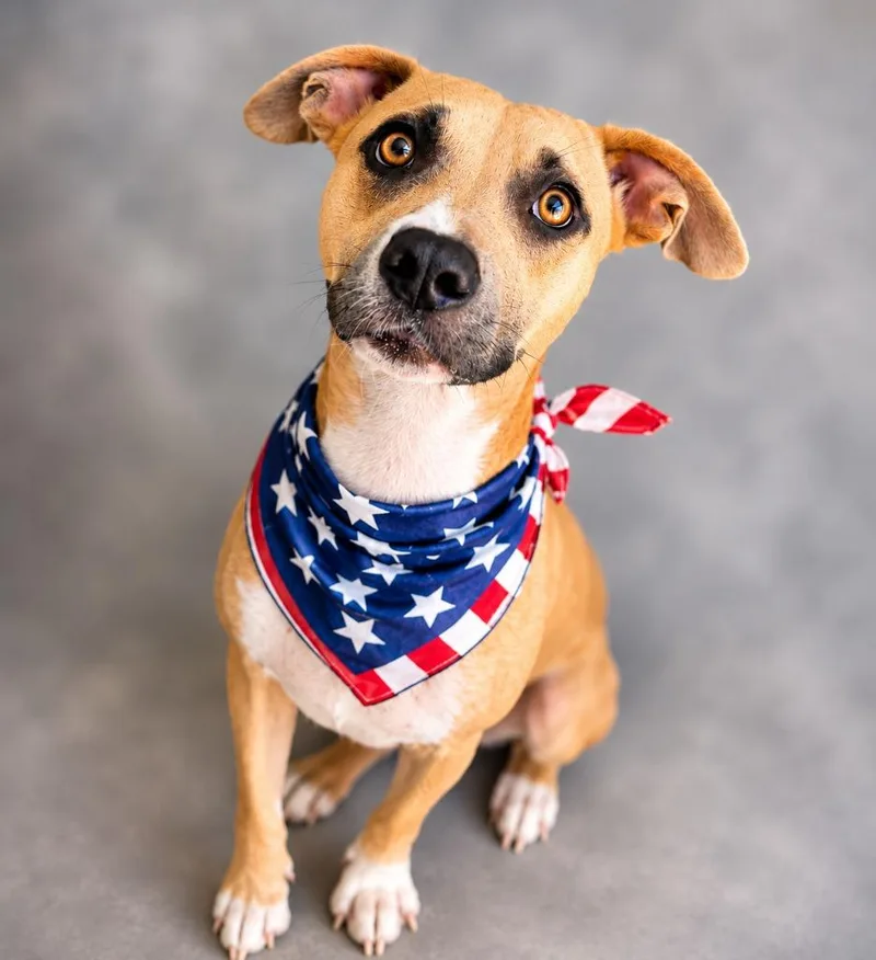 An adult medium-sized female Terrier dog named Meadow for adoption in Hardeeville, SC