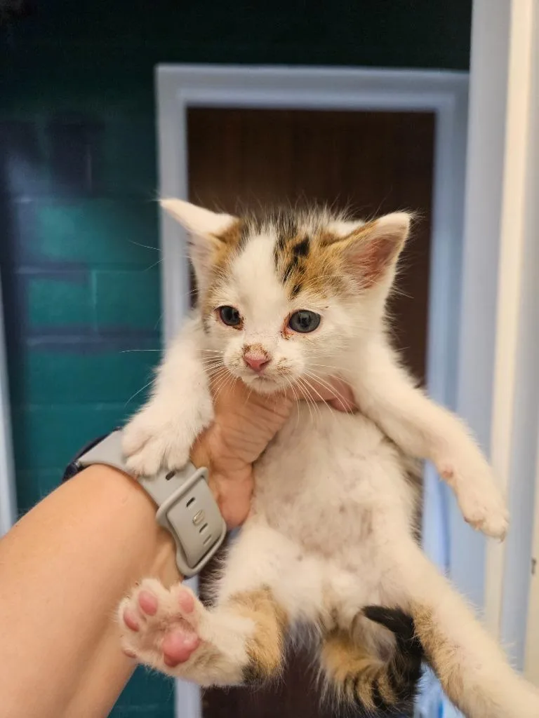 A baby medium-sized male Domestic Short Hair cat named Emerald for adoption in Johnson City, TN