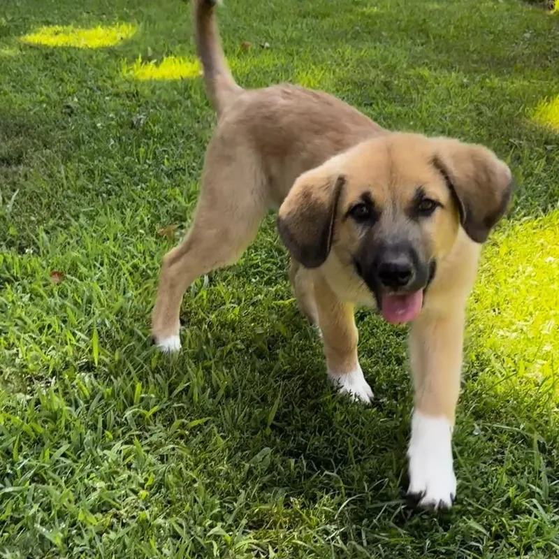 A baby large-sized male Yellow / Tan / Blond / Fawn Anatolian Shepherd dog named NY Blue avail Jul for adoption in Eastford, CT