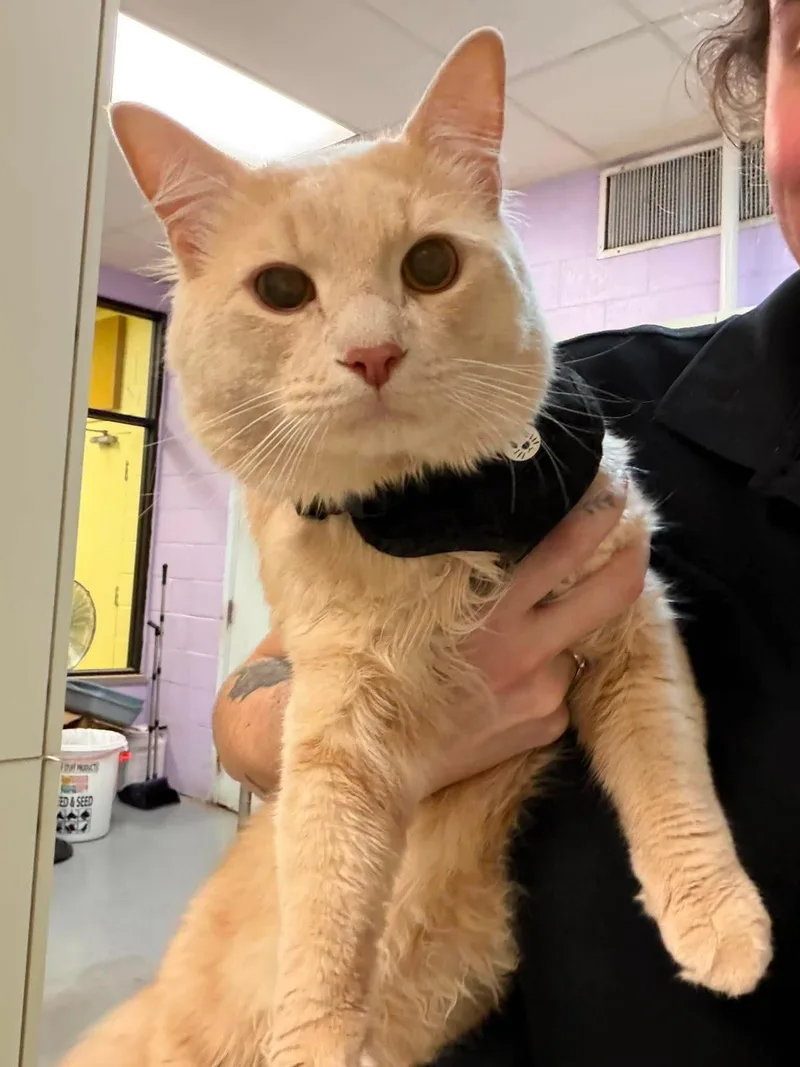 An adult medium-sized male Buff / Tan / Fawn Domestic Short Hair cat named Miso for adoption in Elyria, OH