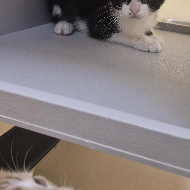A young medium-sized male Domestic Short Hair cat named Garrus for adoption in Schertz, TX