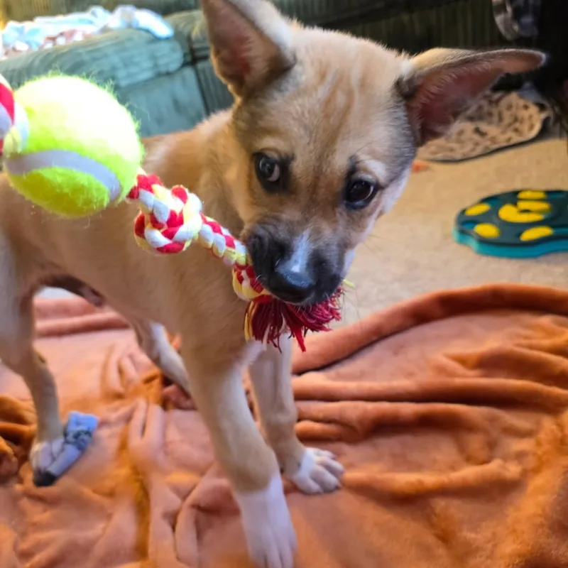 A baby large-sized male Apricot / Beige Mixed Breed dog named Chase for adoption in Watertown, WI