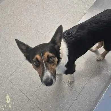 An adult medium-sized female Border Collie dog named Mavis for adoption in Bastrop, TX