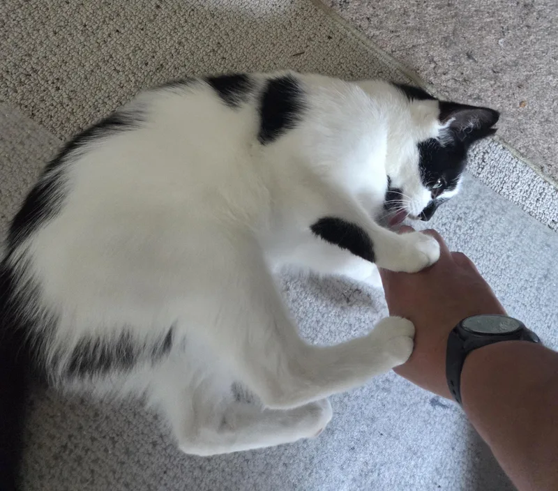 An adult medium-sized female Black & White / Tuxedo Domestic Short Hair cat named Paws for adoption in Rochester, NY