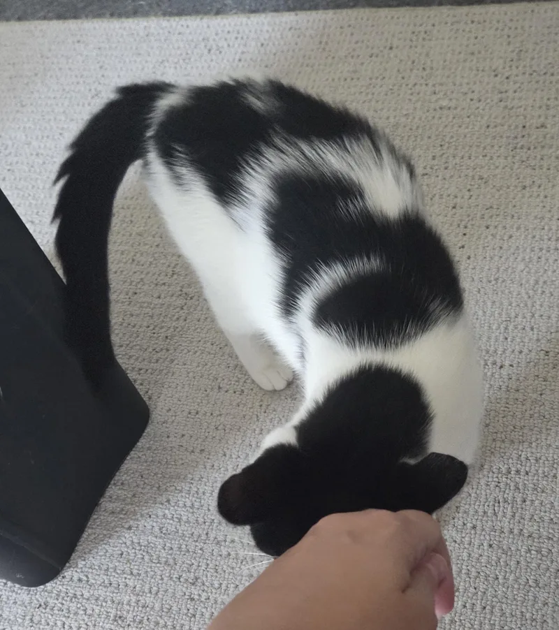Paws thumbnail 3