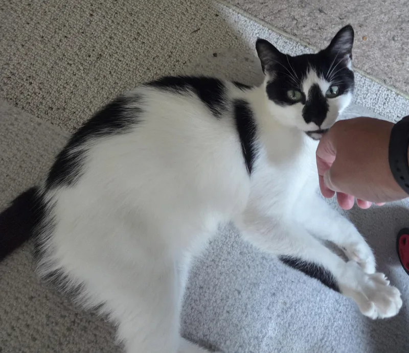 Paws thumbnail 4