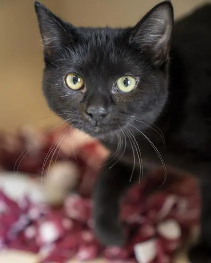 A baby medium-sized female Domestic Short Hair cat named Soot for adoption in Pequot Lakes, MN