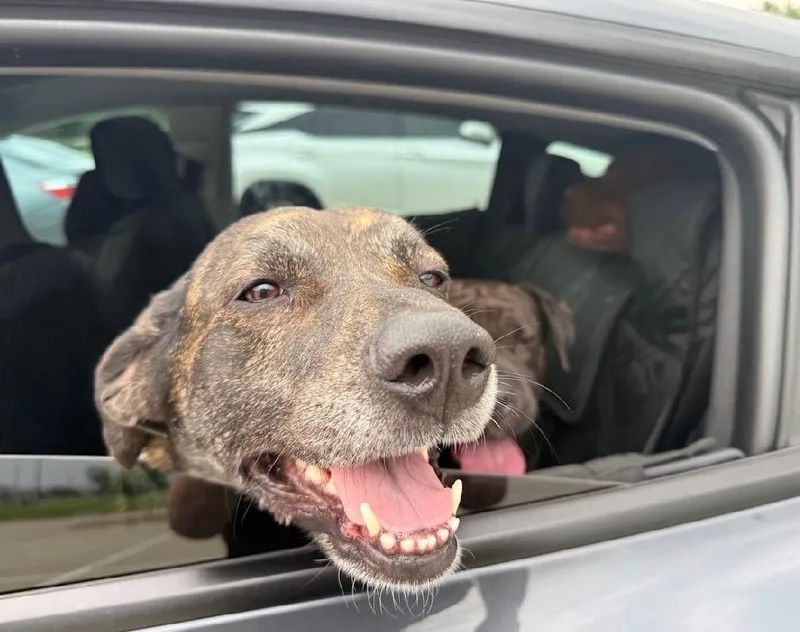 An adult large-sized female Plott Hound dog named Bella for adoption in Ellicott City, MD