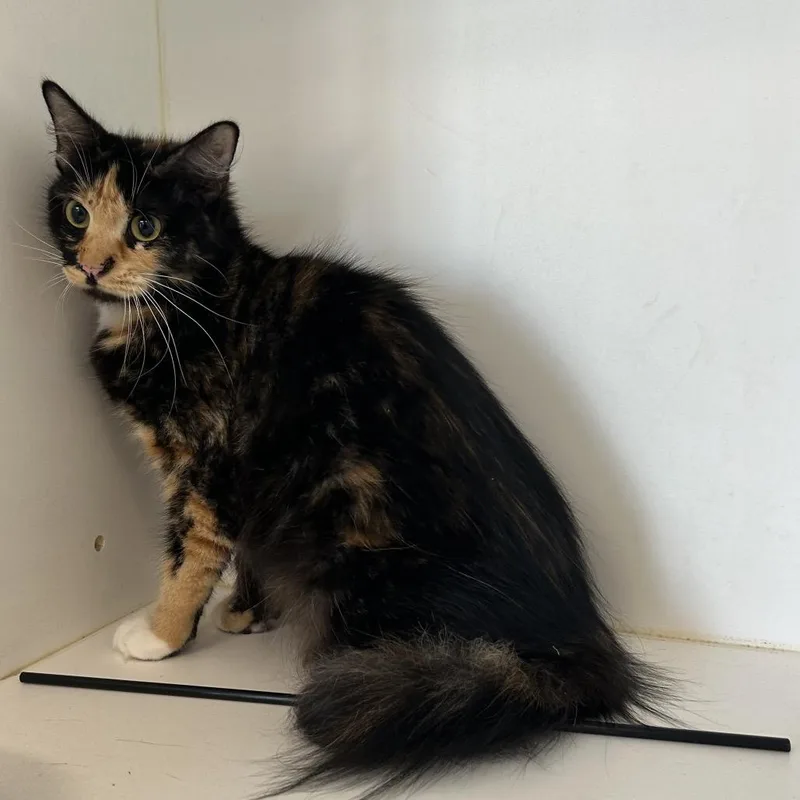 A young small-sized female Calico Domestic Short Hair cat named Pumpkin Spice for adoption in Portland, TX