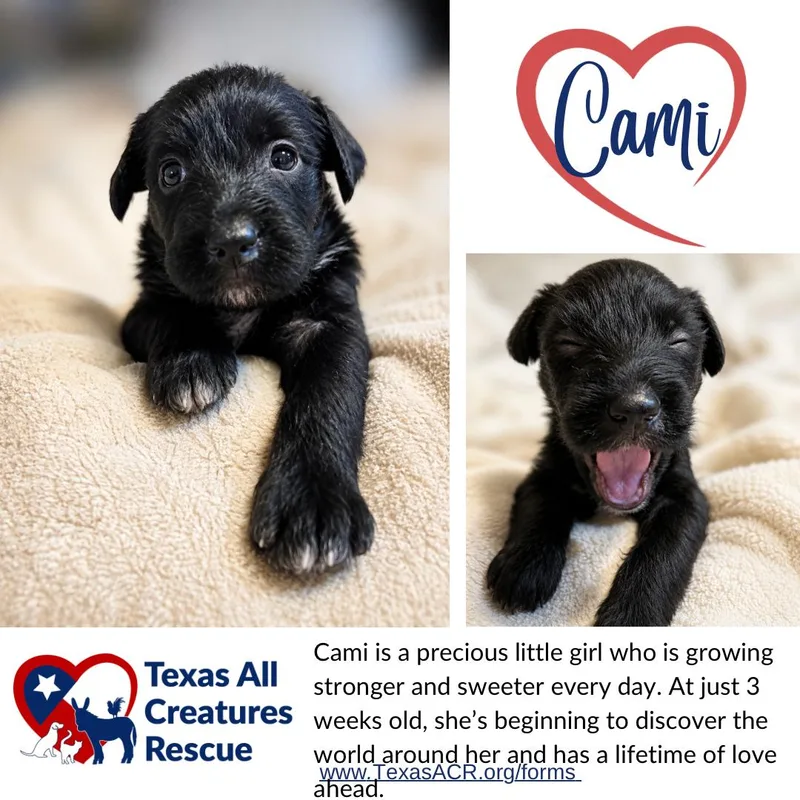 A baby medium-sized female Terrier dog named Cami for adoption in Alvarado, TX
