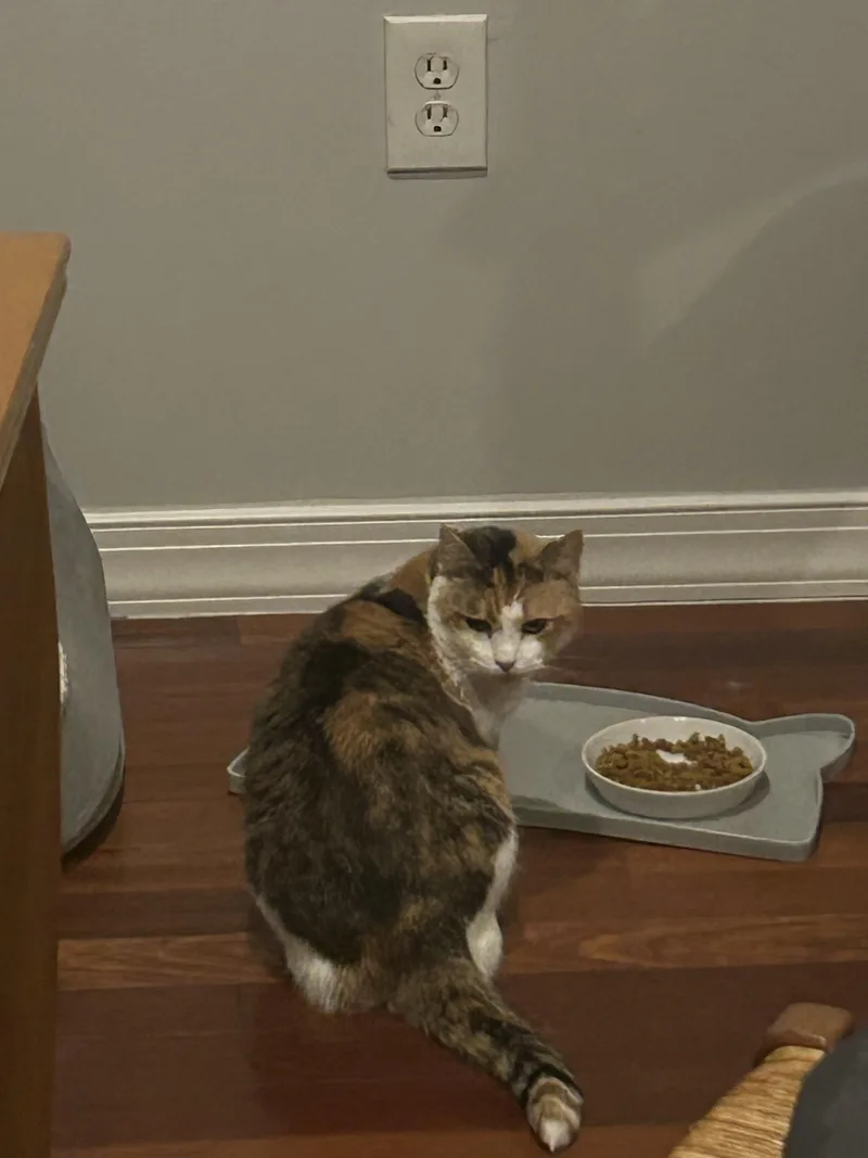 Cayenne thumbnail 3
