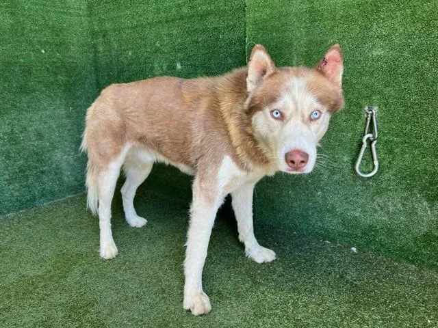 An adult large-sized male Siberian Husky dog named Jack for adoption in Lancaster, CA