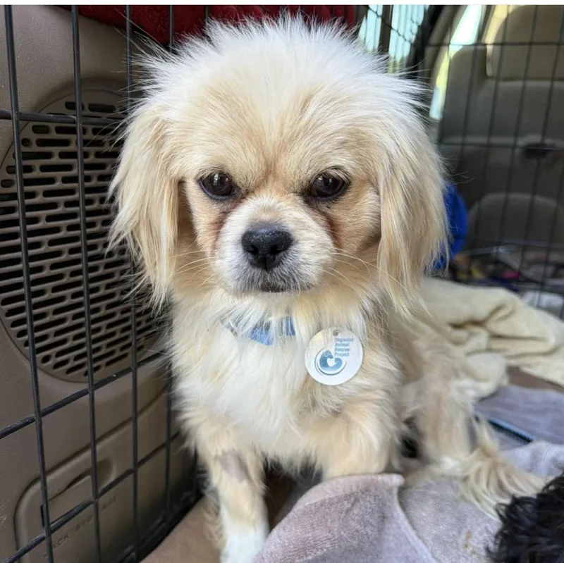 An adult small-sized female White / Cream Pekingese dog named Miso for adoption in Santa Rosa, CA