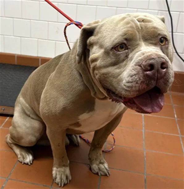 An adult large-sized male Pit Bull Terrier dog named Koa for adoption in Camarillo, CA