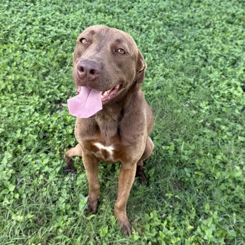 A young medium-sized female Pit Bull Terrier dog named Oak for adoption in Brenham, TX