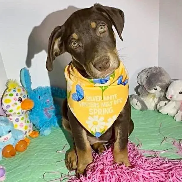 A baby large-sized male Labrador Retriever dog named Owen for adoption in Grand Bay, AL