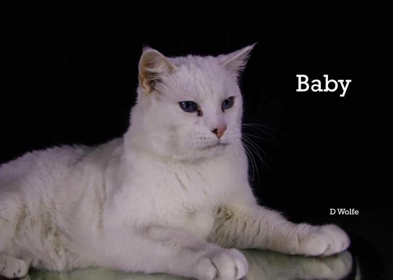 An adult large-sized male Siamese cat named Baby And Ranch for adoption in York, NE