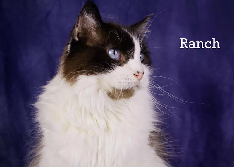 Baby And Ranch thumbnail 5