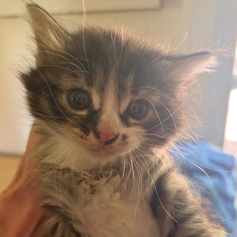 A baby small-sized male Brown / Chocolate Domestic Medium Hair cat named Chad for adoption in Waldorf, MD
