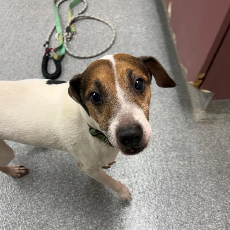 An adult small-sized female White / Cream Jack Russell Terrier dog named Daisy for adoption in Batavia, OH