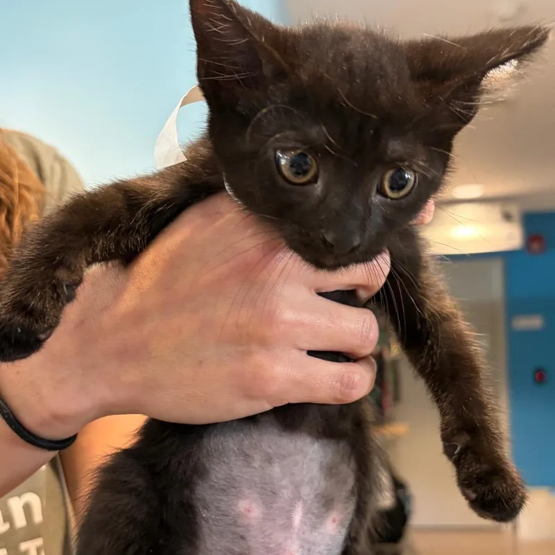 A baby small-sized female Black Domestic Short Hair cat named Gigi Perez Aka Toothless for adoption in Chesapeake, VA