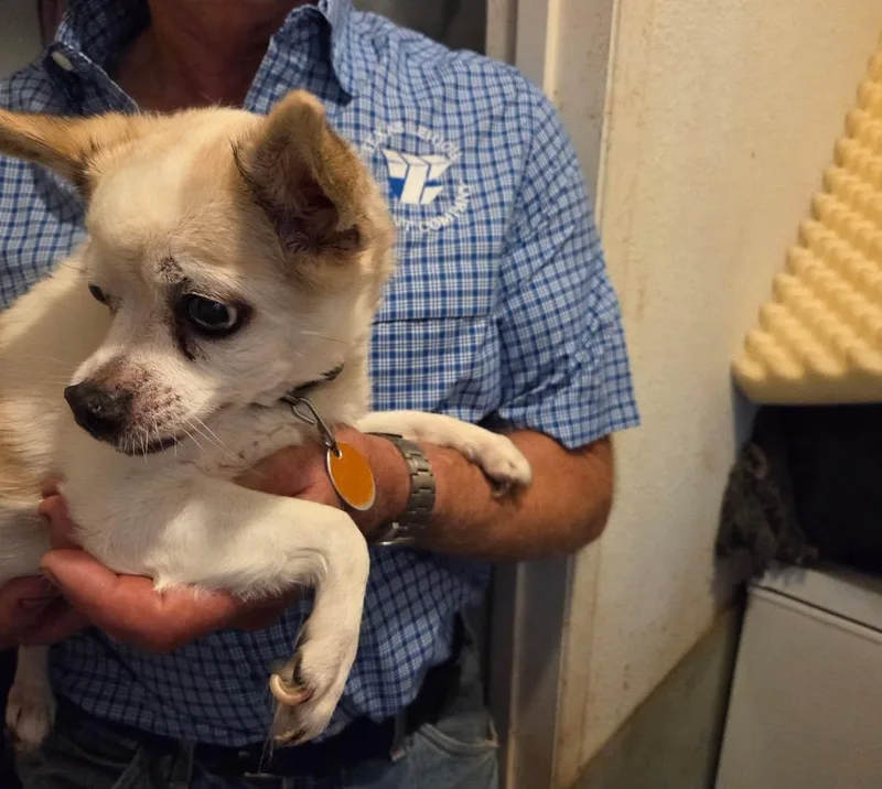 A senior small-sized female Chihuahua dog named Susie for adoption in Winsted, CT