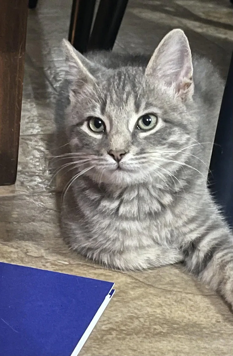 A young medium-sized female Tabby cat named Abby for adoption in Flint Hill, VA