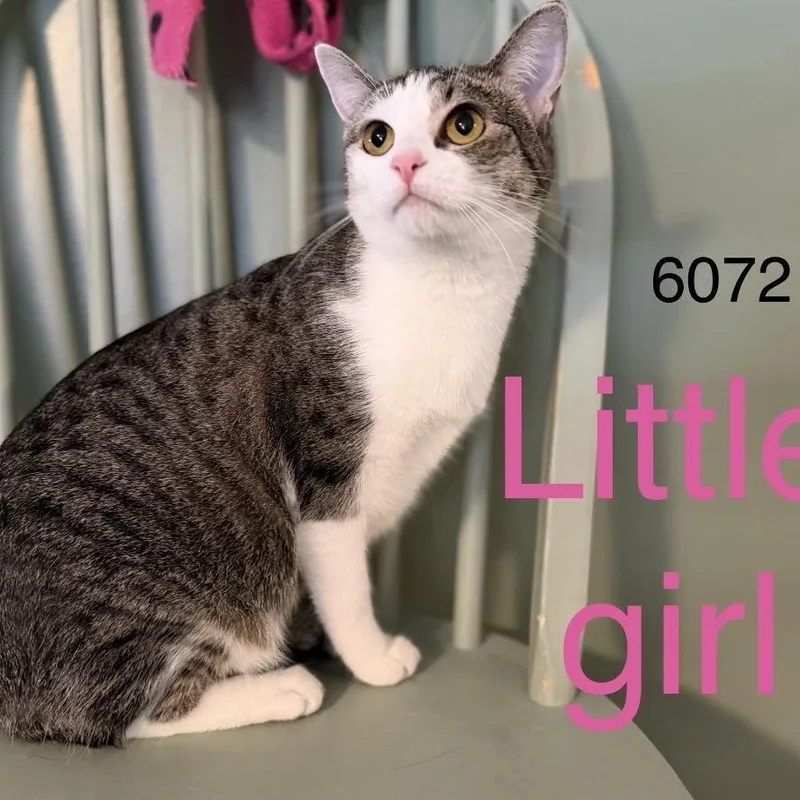 A young small-sized female Gray / Blue / Silver Domestic Short Hair cat named Little Girl for adoption in Sequatchie, TN