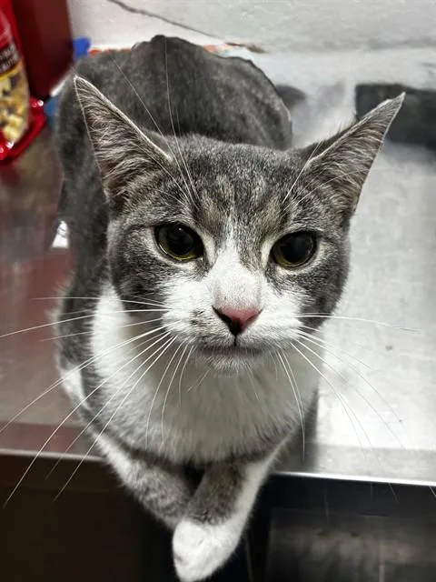 A young small-sized female Domestic Short Hair cat named Asia for adoption in Upper Marlboro, MD