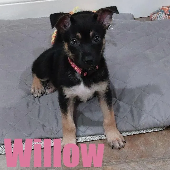 A baby medium-sized female Shepherd dog named Willow for adoption in Ellicott City, MD