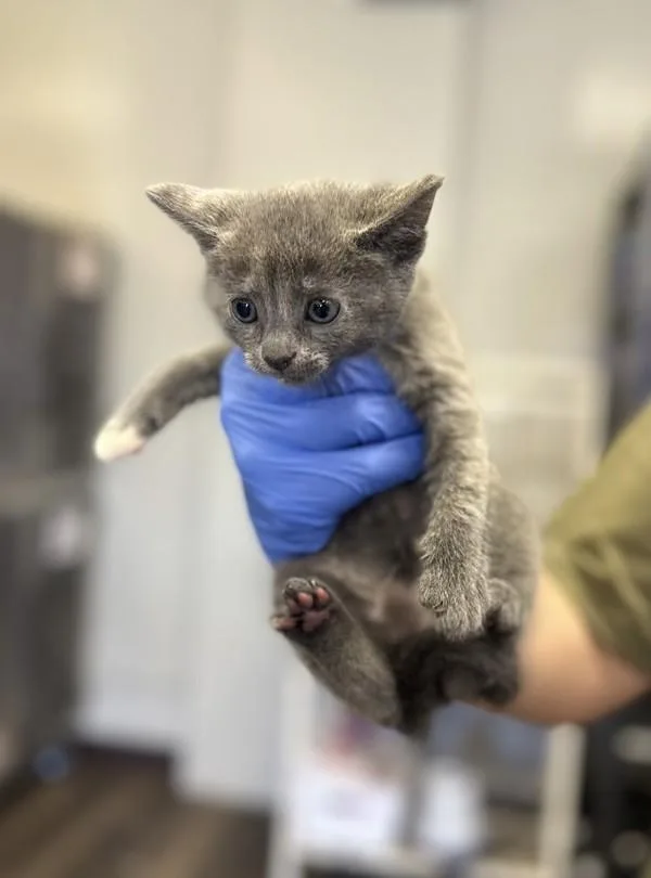 A baby small-sized female Domestic Short Hair cat named Zoe for adoption in Victorville, CA