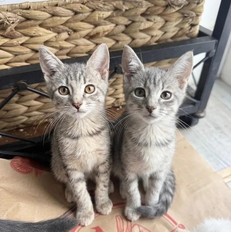 A baby small-sized male Domestic Short Hair cat named Harbor and Harp for adoption in Miami, FL