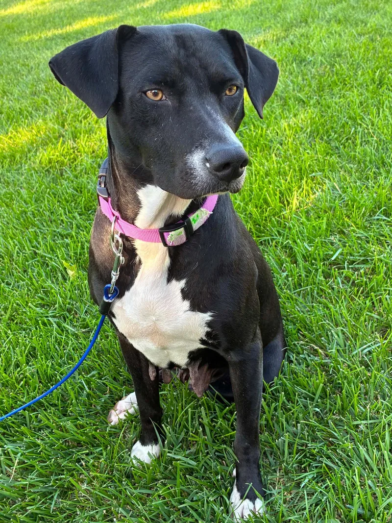 An adult medium-sized female Pit Bull Terrier dog named Coffee for adoption in Germantown, OH