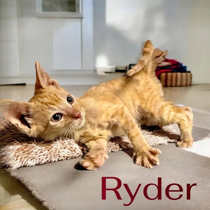 A baby small-sized male Orange / Red Domestic Short Hair cat named Ryder for adoption in League City, TX