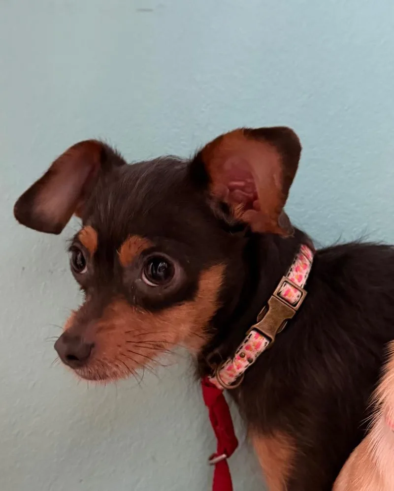 A young medium-sized male Mixed Breed dog named AD Smokey for adoption in Ashland, WI