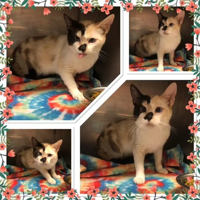 An adult small-sized female Seal Point Domestic Short Hair cat named Sapphire for adoption in Buckhannon, WV