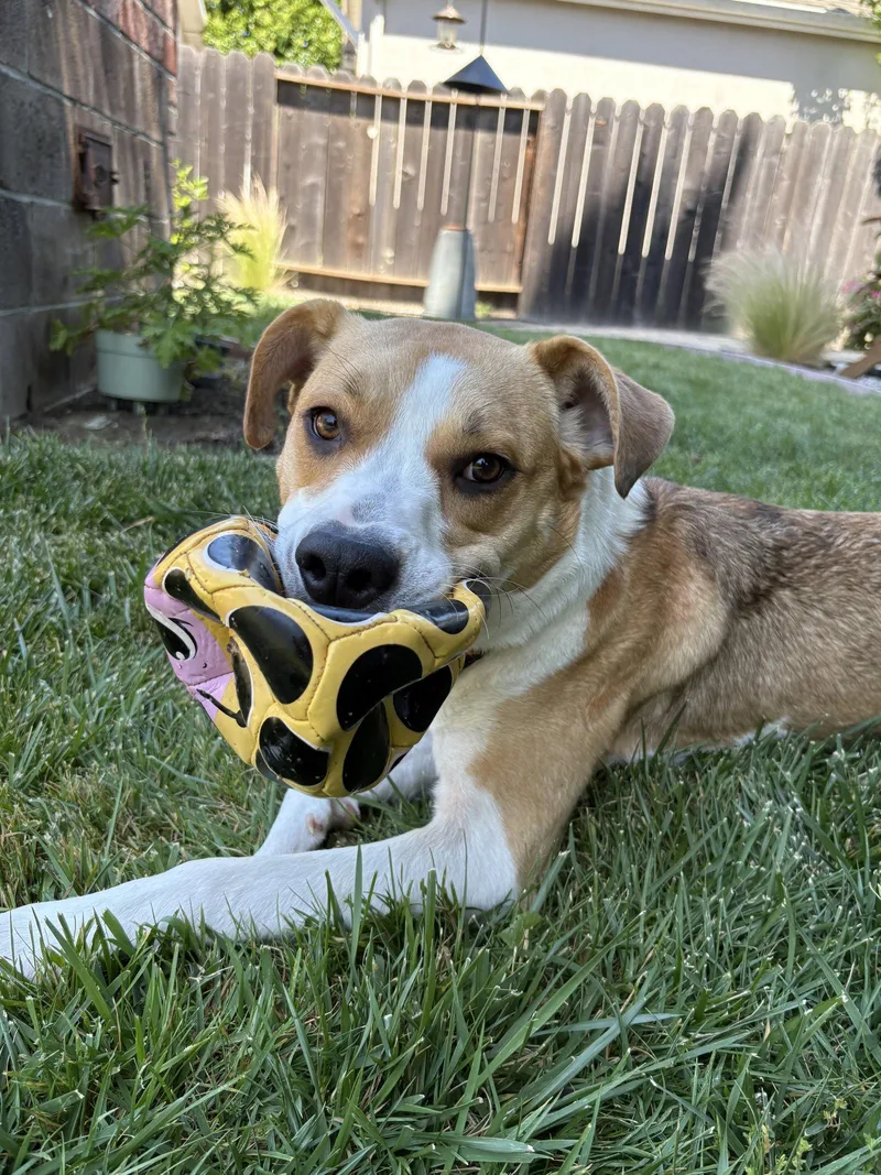 An adult medium-sized female Beagle dog named Bailey for adoption in Burlingame, CA